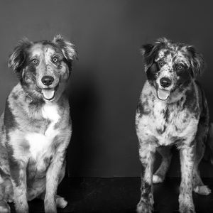 Fundraising Page: Lenny and Fletch Poling